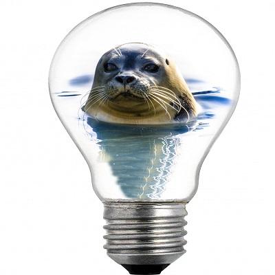 Seal In The Bulb